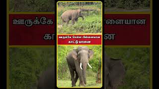 Sathyamangalam Tourist Places  Sathyamangalam Forest News  Sathyamangalam Elephant  shorts [upl. by Machutte229]