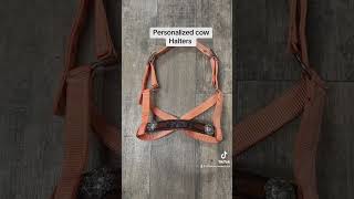 Mini cow halters with a personalized leather noseband minicow minicows [upl. by Uriisa]