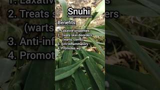 Snuhi plant benefits 🌱🌱snuhiplantayurvedaforall ayurvedaforall [upl. by Nealy]