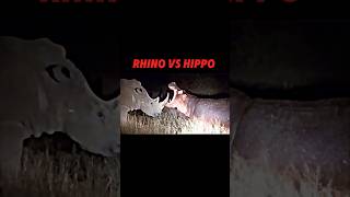 Rhino vs hippo trending animals hippo rhino wildlife shorts viralvideo youtubeshorts [upl. by Anielram609]