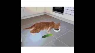 Cat eating then glitching dubstep meme [upl. by Hanavas]