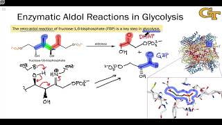 Aldolase Enzymes and the Nitroaldol Reaction [upl. by Lenoil]