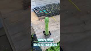 Trichocereus pachanoi monstrous trichocereus monstrous subscribe [upl. by Gill]