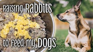 Raising RABBITS to feed my DOGS  NRC Balanced dog food  Feeding dogs naturally [upl. by Oleic]