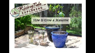 How to grow your own Mangrove [upl. by Mogerly744]