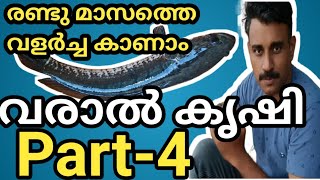 varal fish farming part4  60days growth  വരാൽ രണ്ടാം മാസത്തിലെത്തിയപ്പോൾ  varal in biofloc [upl. by Kletter]