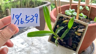 【植栽539】10月16日三蘭花等待穩定就可以放倒讓他往上長！ [upl. by Noyk153]