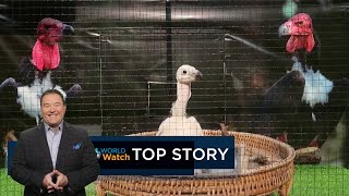 Rare New Born Vulture  Top Story [upl. by Hsizan]