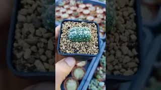 Ariocarpus copiapoa e astrophytum LA CASA DEL CACTUS 🌵🇮🇹❣️🫶 [upl. by Anotyal]