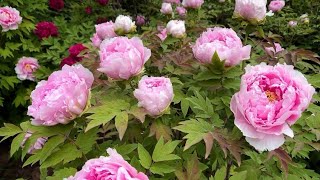 beautiful peonies flowers flowers peonies [upl. by Anwahsiek430]