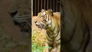 The Sumatran Tiger Characteristics [upl. by Grous]