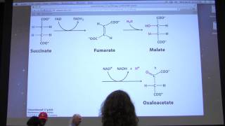 28 Kevin Aherns Biochemistry  Citric Acid Cycle II [upl. by Arther]