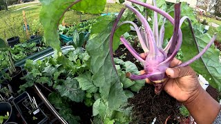 HARVESTING KOHLRABI amp OTHER GREENS [upl. by Ayanal]