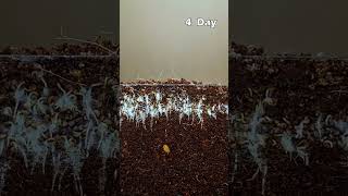 1 6 DAYS IN GROW PLANT waterleaf pelargonium angustifolia sprouting dwarfcopperleaf soapwort [upl. by Colton931]