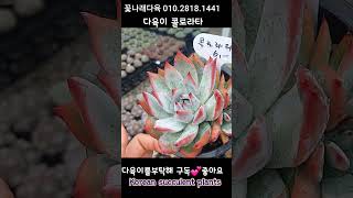 다육이 콜로라타 다육식물 plants 다육 다육이들 [upl. by Horowitz]