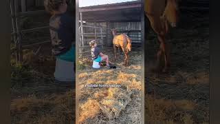 The horse kicked funny 🤪😝 shorts shortvideo [upl. by Warenne]