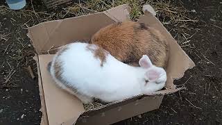 Stampertje amp Miss Bunny fighting over their breakfastbox [upl. by Elayor]