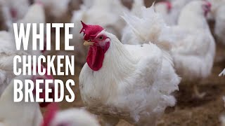 15 White Chicken Breeds to Add to Your Flock [upl. by Sly]