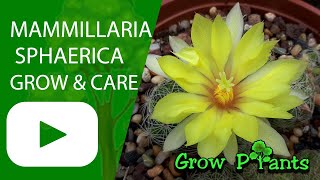 Mammillaria sphaerica – grow amp care Beautiful cactus [upl. by Alyakam]