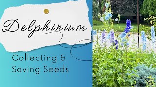 How to Collect and Save Delphinium Seeds in Your Garden [upl. by Anetsirk870]