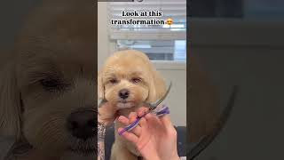 Full grooming video viralvideo dogcare doghealthcare doglovers [upl. by Bollen683]