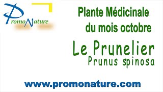 Plante médicinale votre santé en octobre 2020 [upl. by Oiramd]