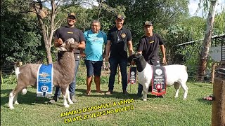 VISITA A CABANHA KAIRÓS EM TNPE CRIADORES DE TOGGENBURG E DORPER [upl. by Butcher852]