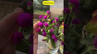 Gomphrena Flowers  Long lasting Hardy Plants Shorts [upl. by Gaul]