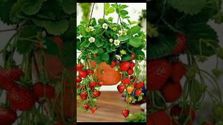 🍓 🍓Strawberry growing at rooftop short planting strawberry [upl. by Scheers204]