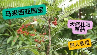 东革阿里的功效与食用禁忌🌿马来西亚国宝🌿南洋人参🌿壮阳草药🌿强肾🌿治疗前列腺炎🌿TONGKAT ALI🌿天然草药 [upl. by Nosral776]