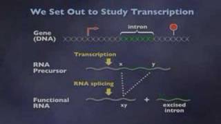 RNA as an Enzyme 26 [upl. by Adrial]