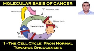 04  Molecular Basis of Cancer normal cell regulation amp inhibition of oncogenesis [upl. by Gilmer]