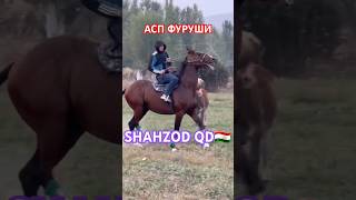 АСПИ ФУРУШИ top stallion rek horsel reels automobile horsea new horselover horseing reels [upl. by Perot804]