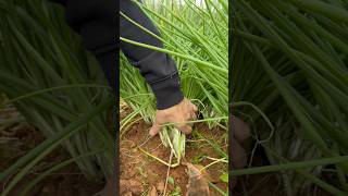 Cutting green onions with a sickle farming [upl. by Valente]