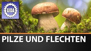 Trailer  Pilze und Flechten  Biologie  Schulfilm [upl. by Eemla669]