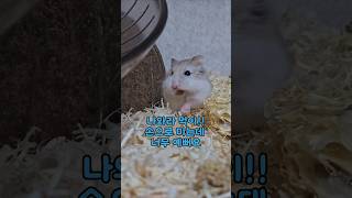 나와라 먹이  만능주머니 아기 햄스터가 먹이를 먹는 과정Its so pretty to see hamsters eating food [upl. by Yenettirb828]