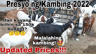 Presyo ng Kambing 2022 Cattle Trading Capital of the Philippines Padre Garcia Batangas [upl. by Meingoldas]