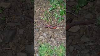 Earthworms mating nature worms earthworms [upl. by Notlim]