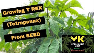 Growing T REX Tetrapanax from seed [upl. by Kipp]