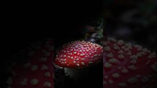 Amanita muscaria🍄61024 [upl. by Lorita188]