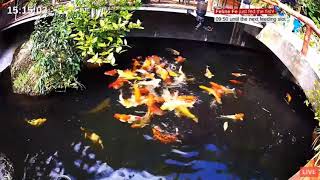 Cool New Cam 🐟 Feed the Fish Live on Cam  Thailand Zoo Cafe in Koh Phangan [upl. by Aryk]