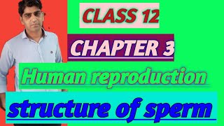 structure of sperm class12 biology [upl. by Yeltihw]