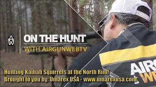 On the Hunt with AirgunWebTV  Hunting Kaibab Squirrels with the Walther MaximaThor and Walther Parr [upl. by Capriola]