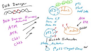 p53 Regulation by posttranslational modifications [upl. by Eneroc608]