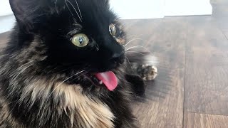 Cats Who Act Like Dogs A Compilation [upl. by Kries]