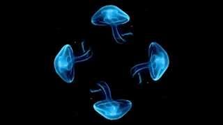 Jellyfish hologram video [upl. by Aitekram21]