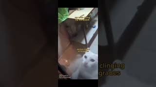 Me clinging to my grades  funny cat catvideos funny fypシ゚viral share [upl. by Aleb]