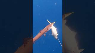 barracuda attaque 😮😮chassesousmarine pescasubmarina spearfishing صيدالسمك [upl. by Najed]