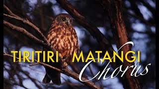 TIRITIRI MATANGI ISLAND CHORUS [upl. by Krongold]