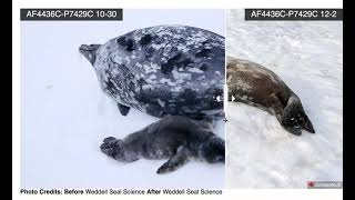 Weddell Seal MomPup Mass Transfer Image Sliders [upl. by Blau]